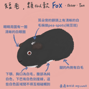 天竺鼠品種-fox