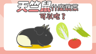 Photo of 天竺鼠蔬菜食物大解密-小心2類不適合天竺鼠的蔬菜