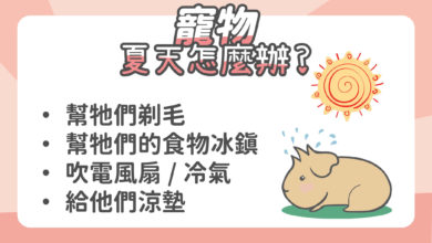 Photo of 天竺鼠夏天怎麼消暑?5種方法幫助天竺鼠度過夏天