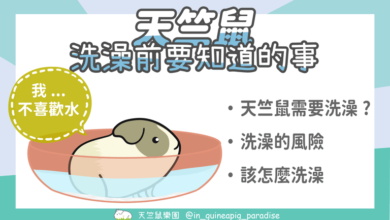 Photo of 天竺鼠可以洗澡嗎？天竺鼠洗澡前要知道的4個風險！